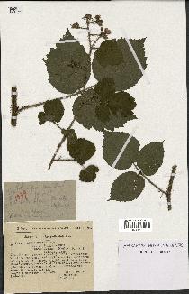 spécimen de Rubus hirtus