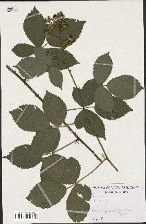 spécimen de Rubus sp.