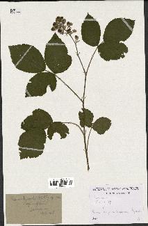 spécimen de Rubus sp.