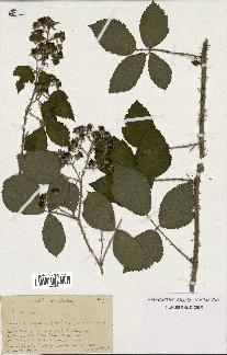 spécimen de Rubus sp.