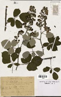 spécimen de Rubus ulmifolius