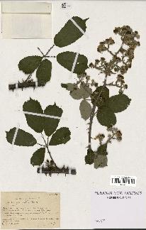 spécimen de Rubus ulmifolius