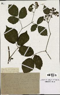 spécimen de Rubus scaber