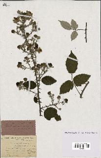 spécimen de Rubus ulmifolius