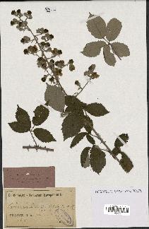 spécimen de Rubus ulmifolius