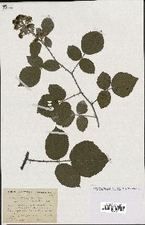 spécimen de Rubus ulmifolius