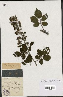 spécimen de Rubus ulmifolius