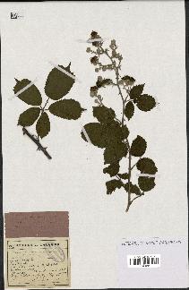 spécimen de Rubus ulmifolius