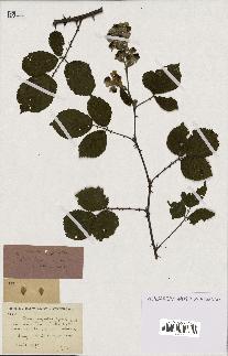 spécimen de Rubus ulmifolius