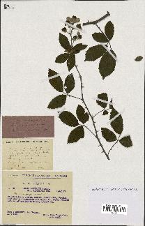 spécimen de Rubus ulmifolius