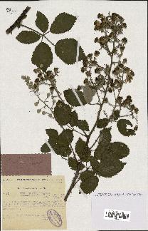 spécimen de Rubus ulmifolius
