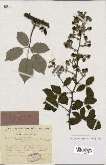 spécimen de Rubus ulmifolius
