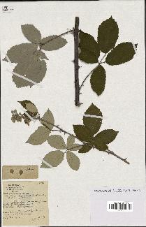 spécimen de Rubus ulmifolius