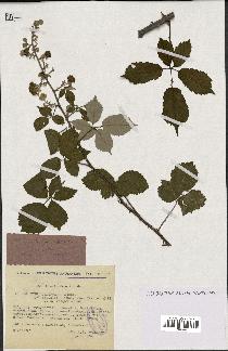 spécimen de Rubus ulmifolius