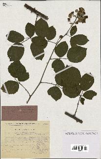 spécimen de Rubus ulmifolius