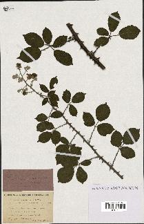 spécimen de Rubus ulmifolius