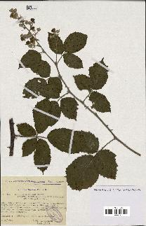 spécimen de Rubus ulmifolius