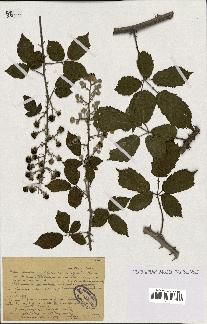 spécimen de Rubus ulmifolius