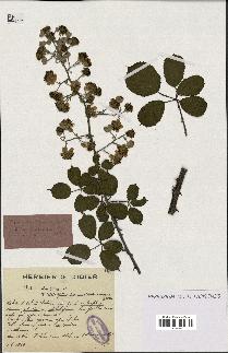 spécimen de Rubus ulmifolius