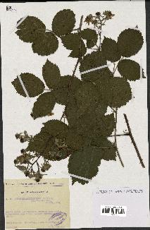 spécimen de Rubus melanoxylon