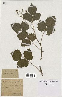 spécimen de Rubus spinosissimus