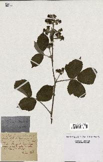 spécimen de Rubus ericetorum