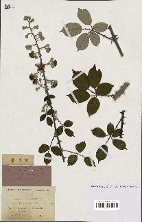 spécimen de Rubus ulmifolius