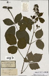 spécimen de Rubus macrophyllus