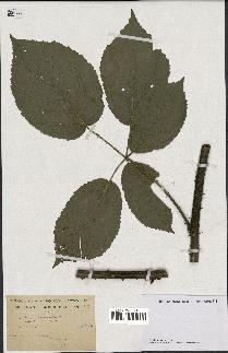 spécimen de Rubus macrophyllus