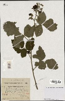 spécimen de Rubus macrophyllus