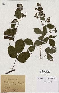 spécimen de Rubus rufescens