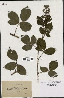 spécimen de Rubus subcanus