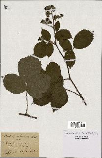 spécimen de Rubus subcanus