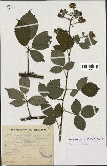 spécimen de Rubus candicans