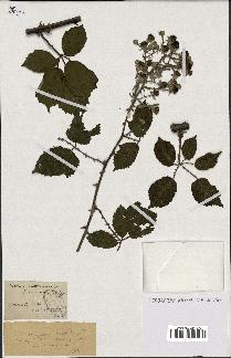 spécimen de Rubus ulmifolius