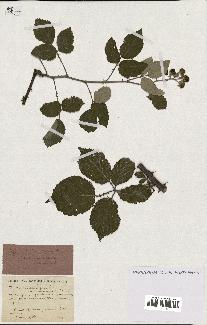 spécimen de Rubus ulmifolius