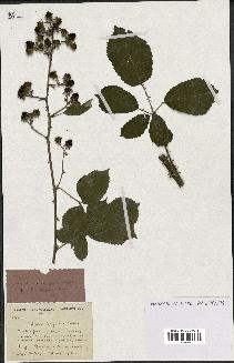 spécimen de Rubus ulmifolius