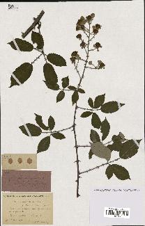 spécimen de Rubus ulmifolius