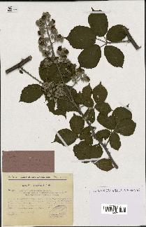 spécimen de Rubus ulmifolius