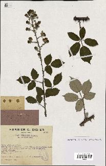 spécimen de Rubus ulmifolius