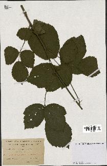 spécimen de Rubus macrophyllus