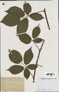 spécimen de Rubus macrophyllus