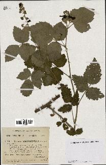 spécimen de Rubus macrophyllus