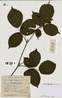 spécimen de Rubus macrophyllus