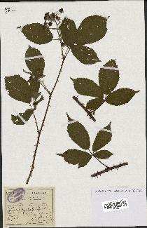 spécimen de Rubus rigidulus