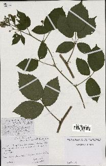 spécimen de Rubus obscurus