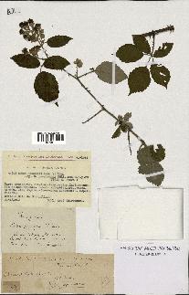 spécimen de Rubus godronii