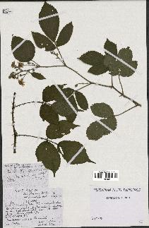 spécimen de Rubus foliosus