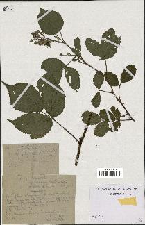 spécimen de Rubus foliosus