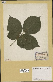 spécimen de Rubus granulatus